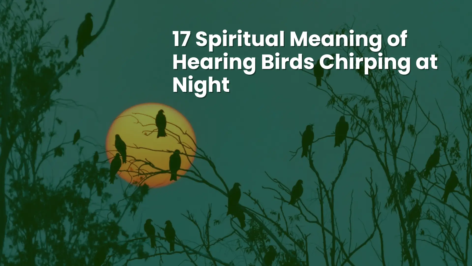 Why Do Birds Chirp At Night? Spiritual Meaning 2 17 Spiritual Meaning of Hearing Birds Chirping at Night