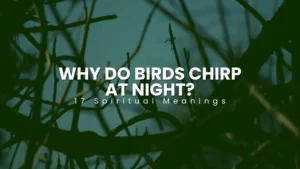 Why Do Birds Chirp At Night