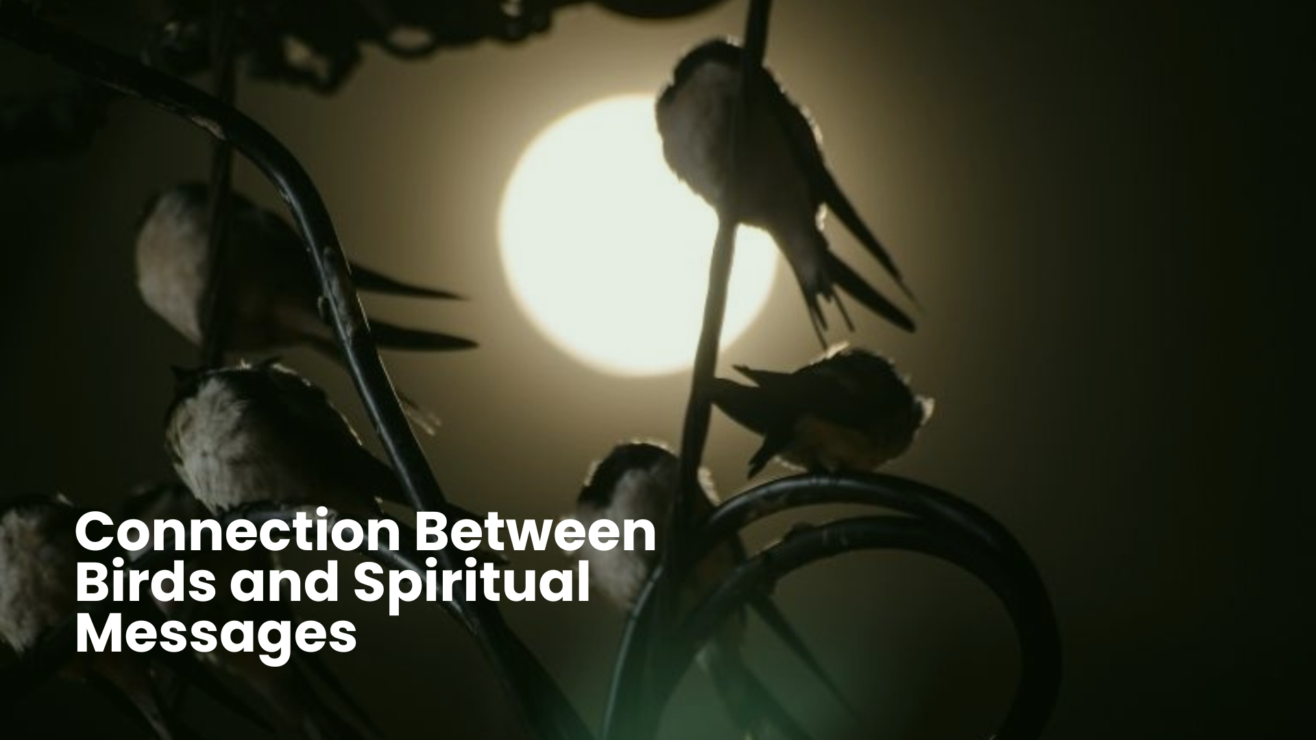 12 Spiritual Insights Behind Bird Flying in House Meaning 1 Connection Between Birds and Spiritual Messages