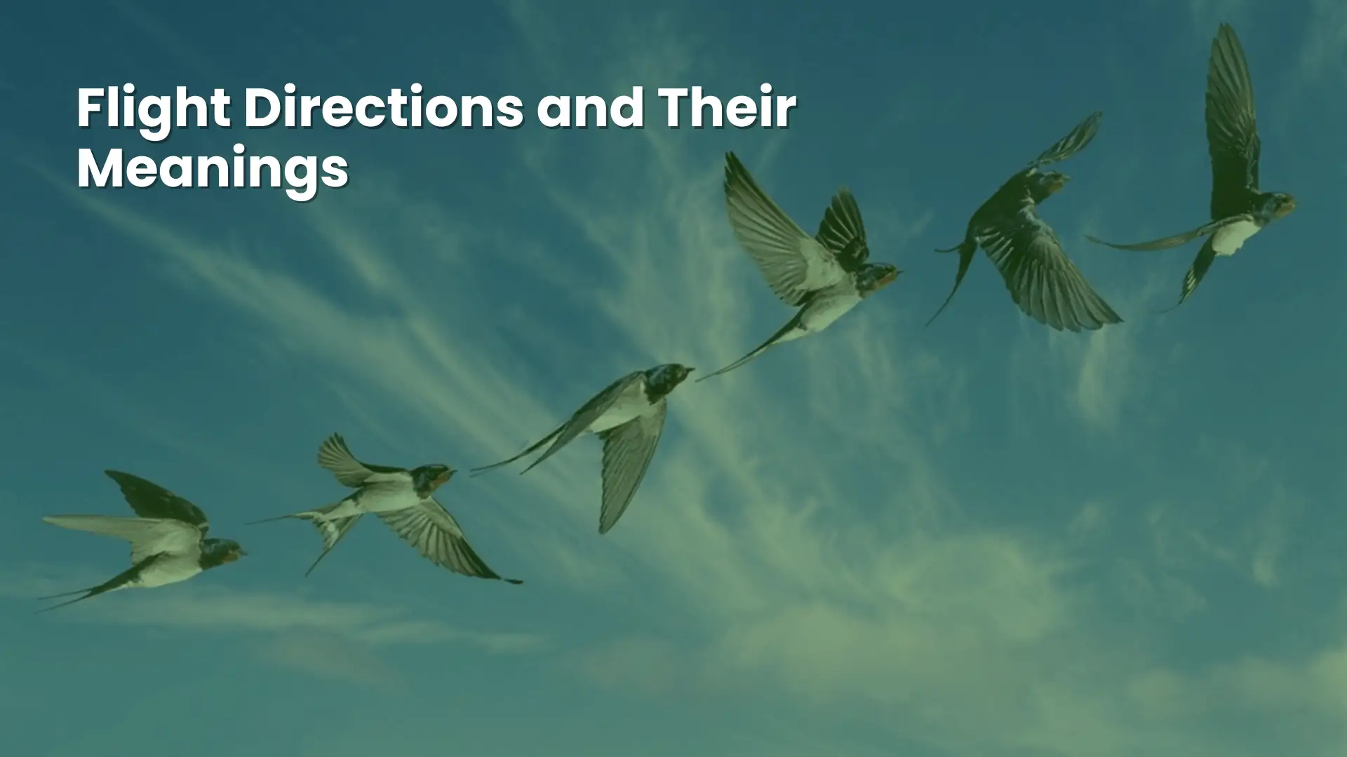 12 Spiritual Insights Behind Bird Flying in House Meaning 7 Flight Directions and their meanings