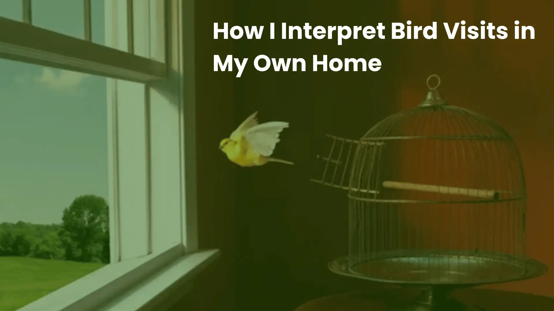 12 Spiritual Insights Behind Bird Flying in House Meaning 8 how i interpret birds visits in my own home
