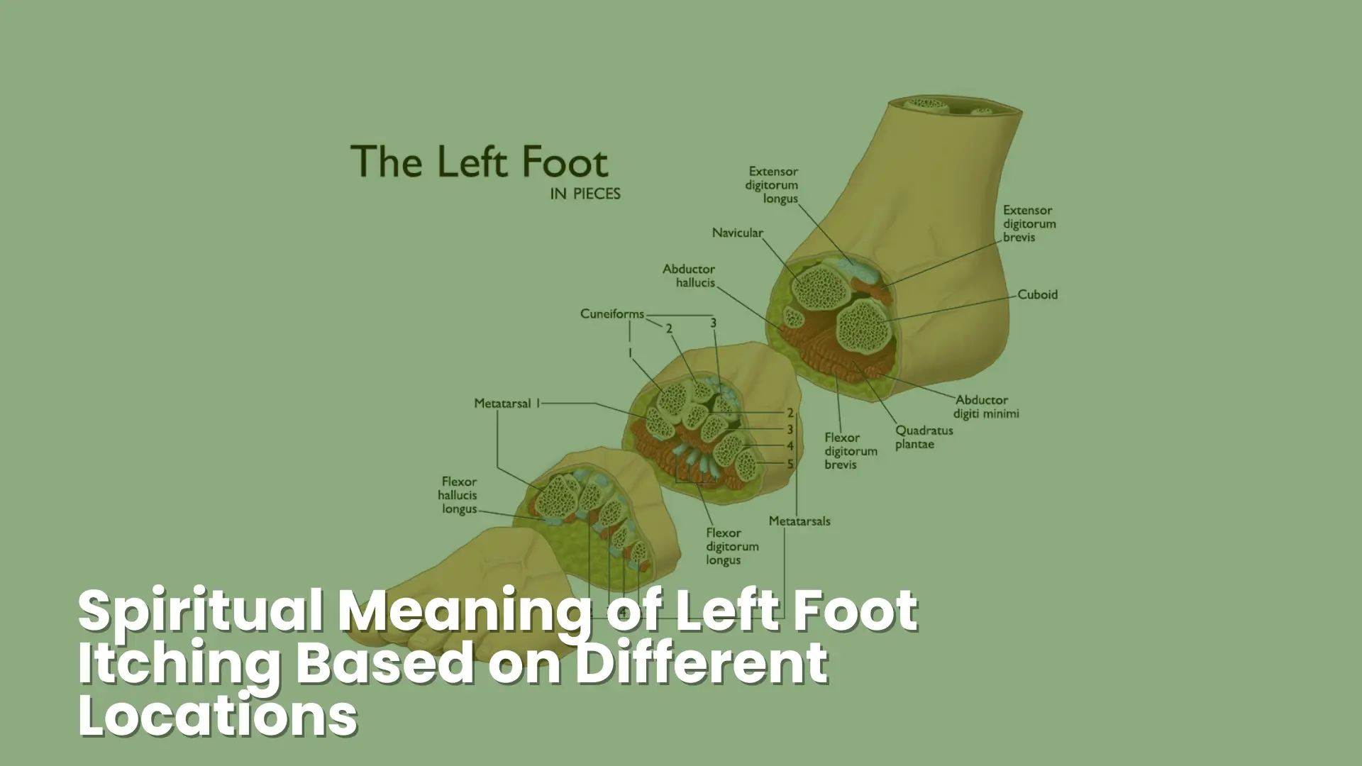 Why Does My Left Foot Itch? Spiritual Meaning Explained 2 spiritual meaning of left foot itching based on different locations