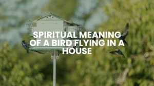 Spiritual Meaning of Birds Flying in a House
