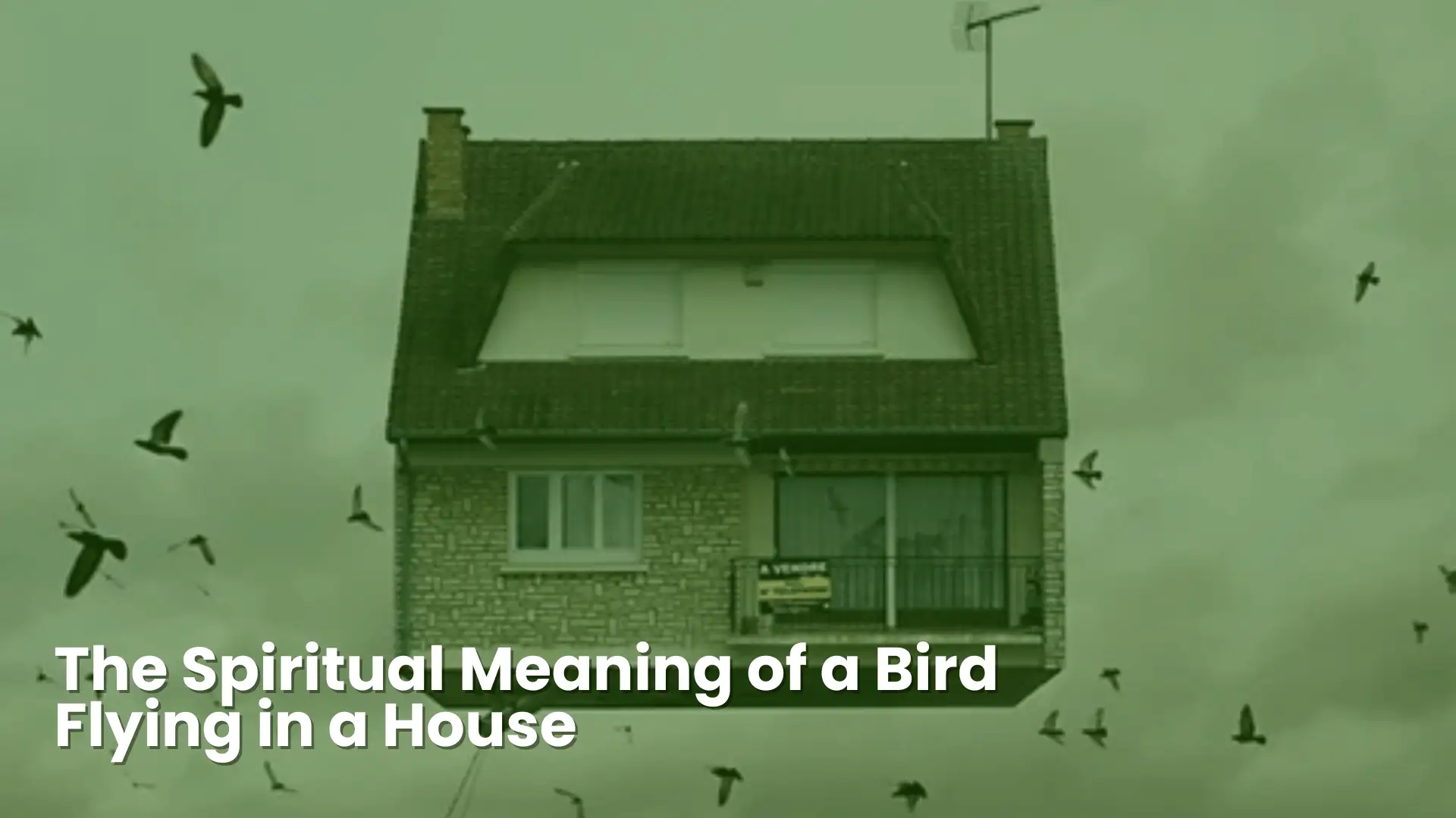 12 Spiritual Insights Behind Bird Flying in House Meaning 4 the spiritual meaning of a birds flying in house