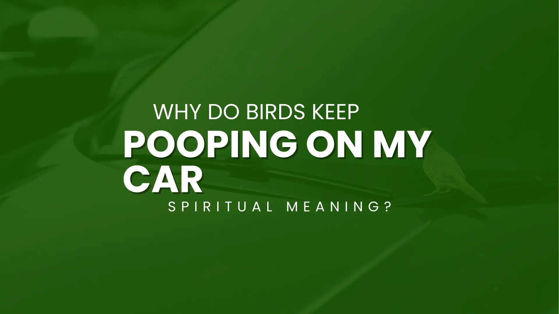 Bird Poop on Car Meaning: Spiritual Signs and Superstitions 1 Why Do Birds Keep Pooping on My Car Spiritual Meaning